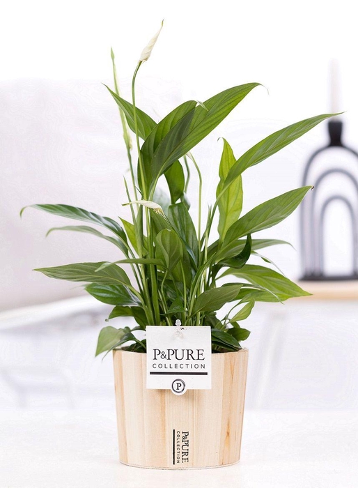 <h4>Spathiphyllum Korto in P&PURE Wood 5</h4>