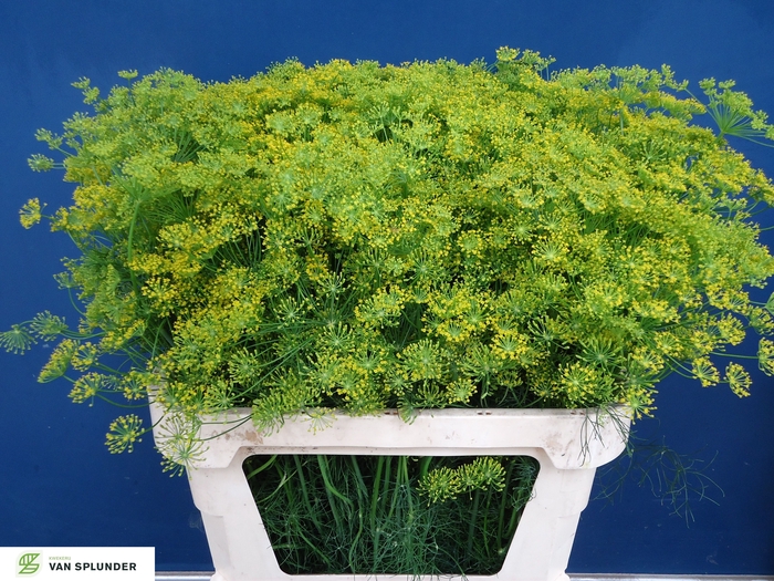 <h4>ANET GRAVEOLENS</h4>