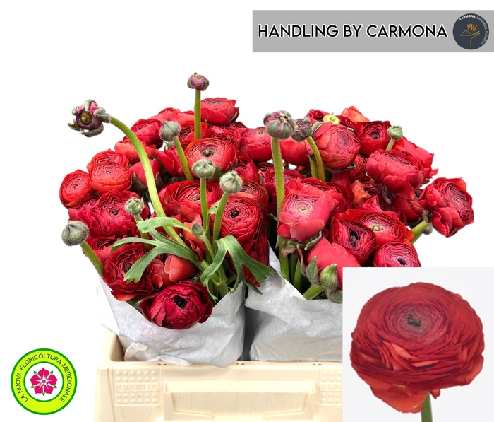 <h4>RAN SU TANGO</h4>