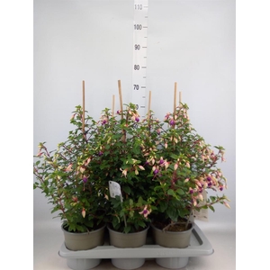 Fuchsia  'Elma'