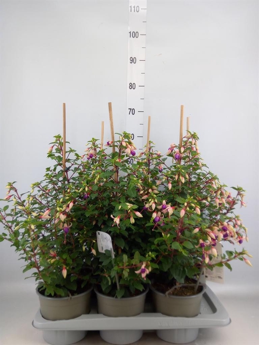 <h4>Fuchsia  'Elma'</h4>