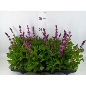 Salvia sylvestris 'Rose Marvel'