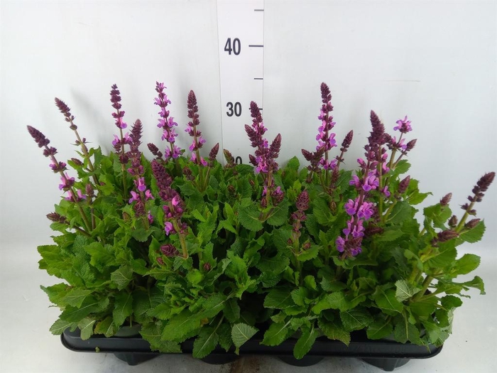 <h4>Salvia sylvestris 'Rose Marvel'</h4>
