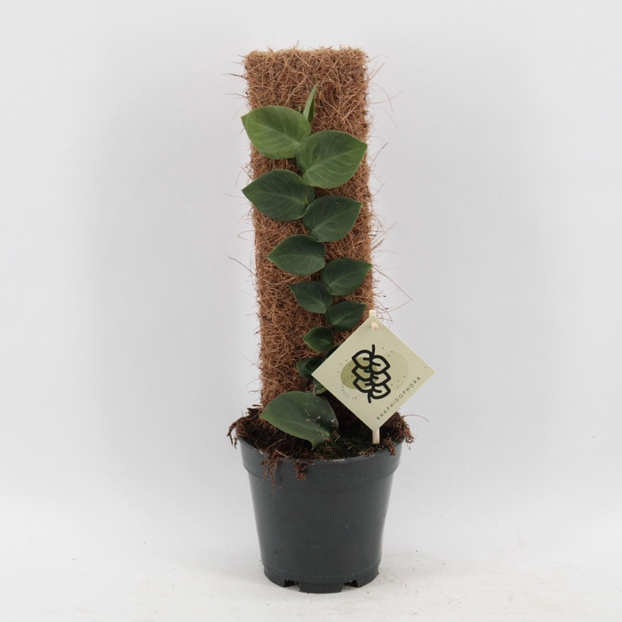 <h4>overig kamerplanten</h4>