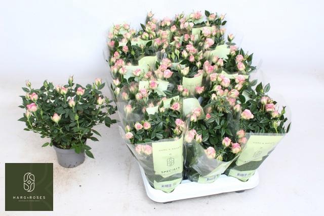 <h4>RO CAROUSEL KORD</h4>