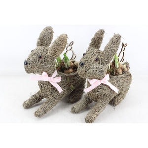 arr4 Narcis JS - Stro haas 335/3