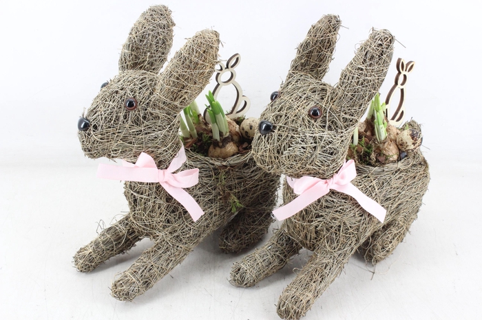 <h4>arr4 Narcis JS - Stro haas 335/3</h4>