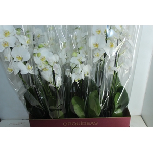PHALAENOPSIS P12 2 HT