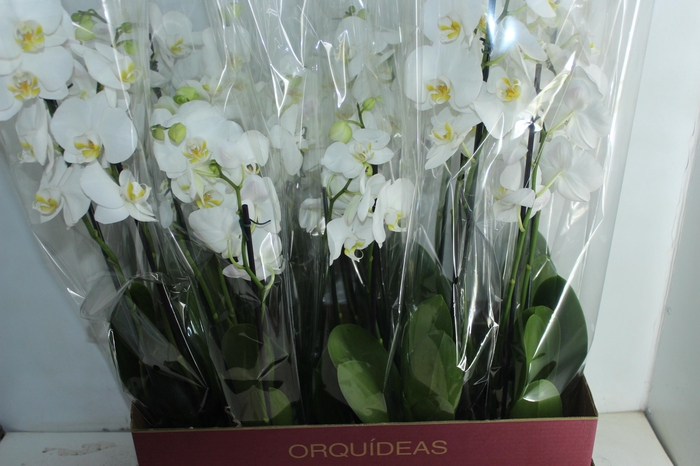 <h4>PHALAENOPSIS P12 2 HT</h4>