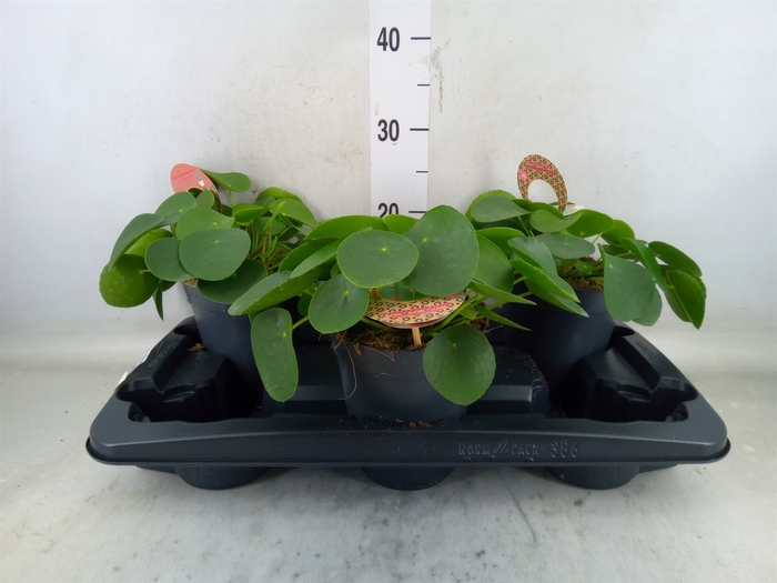 <h4>Pilea peperomioides</h4>