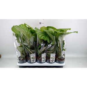 Calathea orbifolia