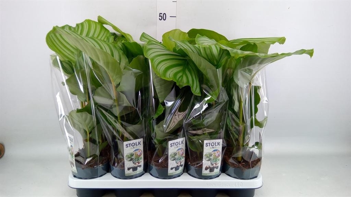 <h4>Calathea orbifolia</h4>