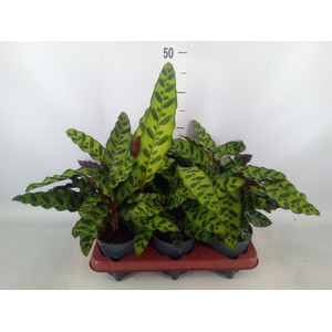 Calathea lancifolia
