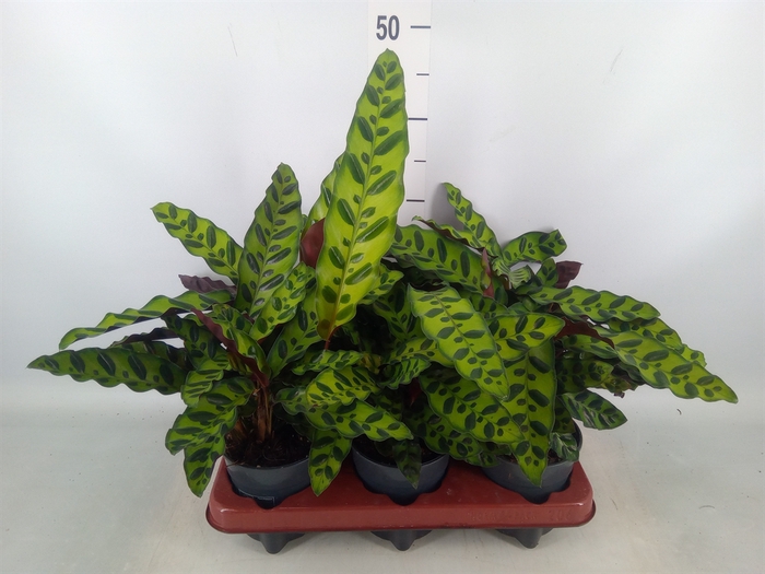 <h4>Calathea lancifolia</h4>