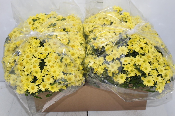 CRISANTEMO BOLA BELGA C18 AMARELO