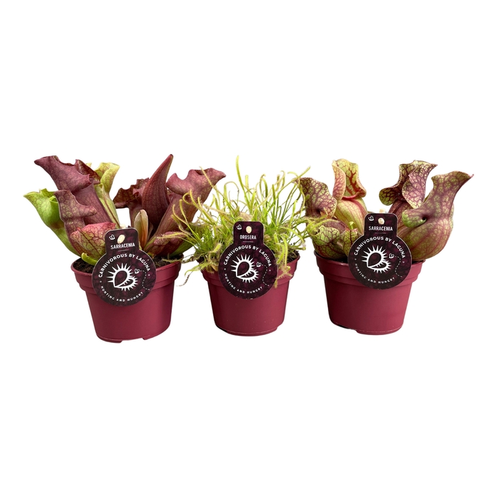 <h4>Vleesetende planten mix | 3 Sarracenia , 3 Drosera Capensis</h4>