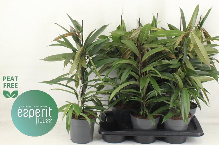 <h4>FIC BIN AMSTEL KING</h4>