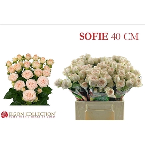 Rosa spray sofie