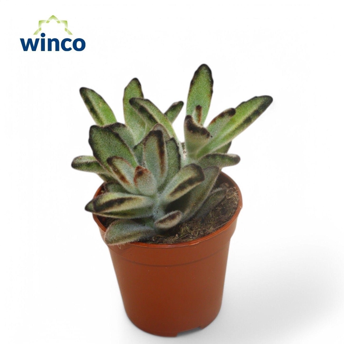 <h4>KALANCHOE TOMENTOSA</h4>
