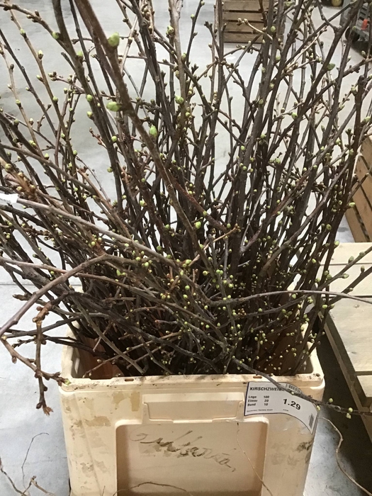 KIRSCHZWEIGE BUND