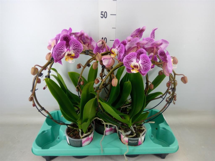 <h4>Phalaenopsis   ...</h4>