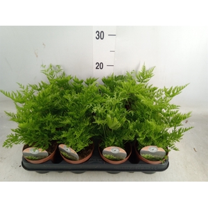Pteris straminea