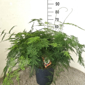 Asparagus setaceus