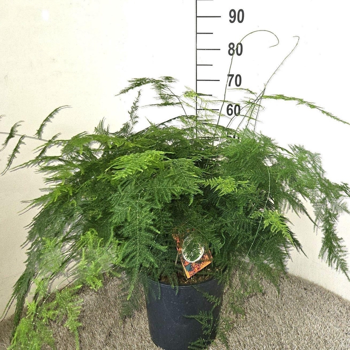 <h4>Asparagus setaceus</h4>