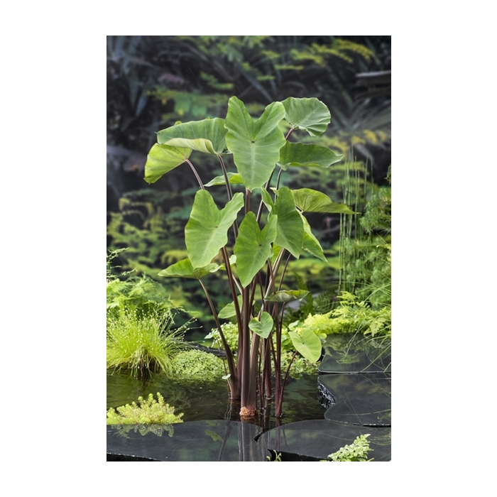 <h4>Colocasia esculenta</h4>