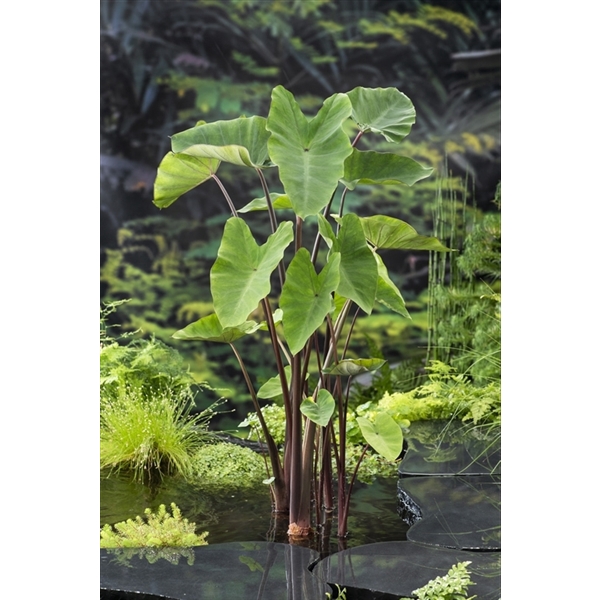 Colocasia esculenta