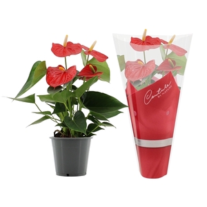 Anthurium Esudo in Couture sleeve