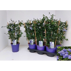 CEAN TH REPENS