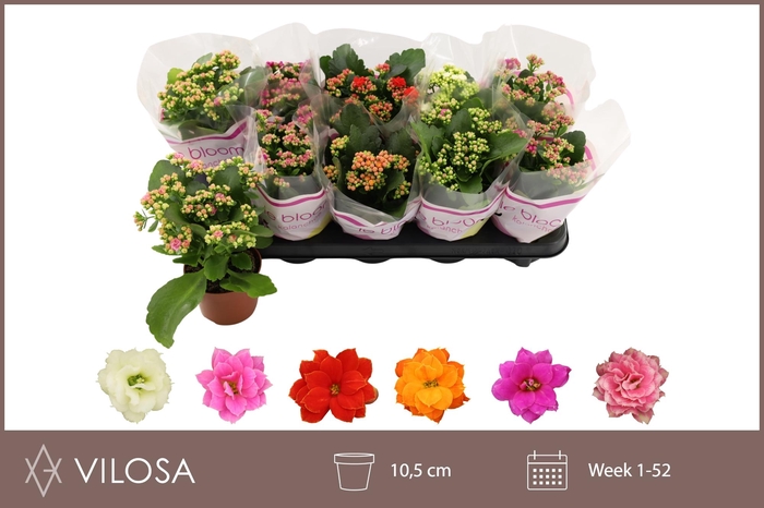 <h4>Kal Ge Gem 6 Kl</h4>