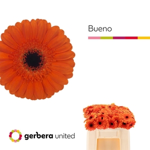 Ge Mi Bueno