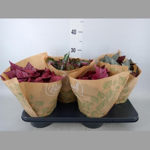 Begonia BD 'Beleaf'   ...mix