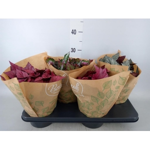 Begonia BD 'Beleaf'   ...mix