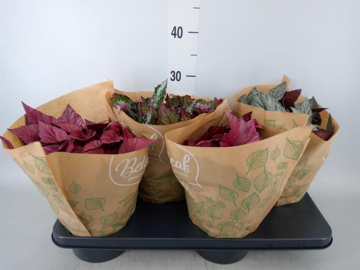 <h4>Begonia BD 'Beleaf'   ...mix</h4>