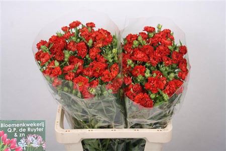 <h4>Geum Fiery Tempest Red</h4>