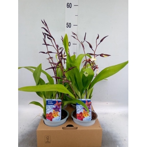 Orchideeen   ...