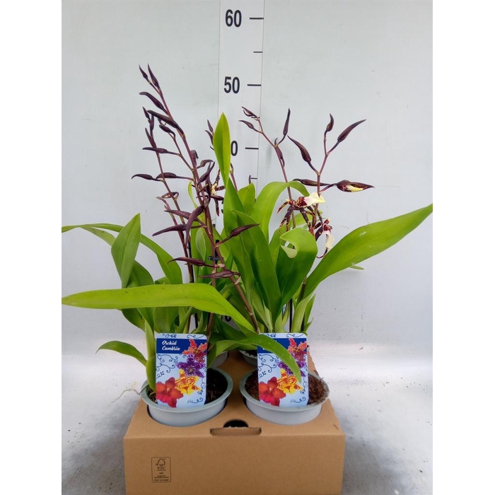 <h4>Orchideeen   ...</h4>