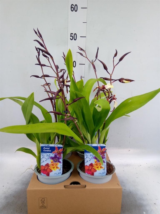 Orchideeen   ...