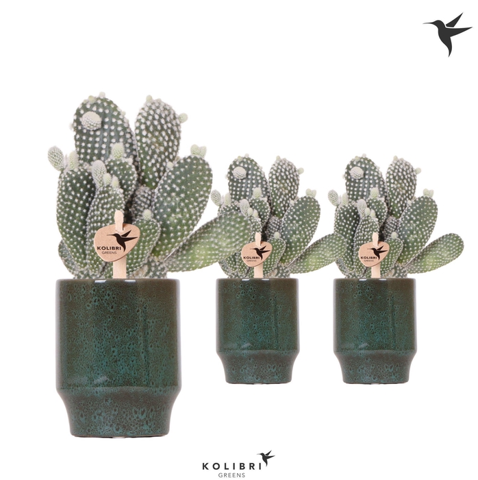 <h4>Kolibri Greens Opuntia white in Classy pot green</h4>