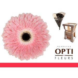 Gerbera Graceland Water