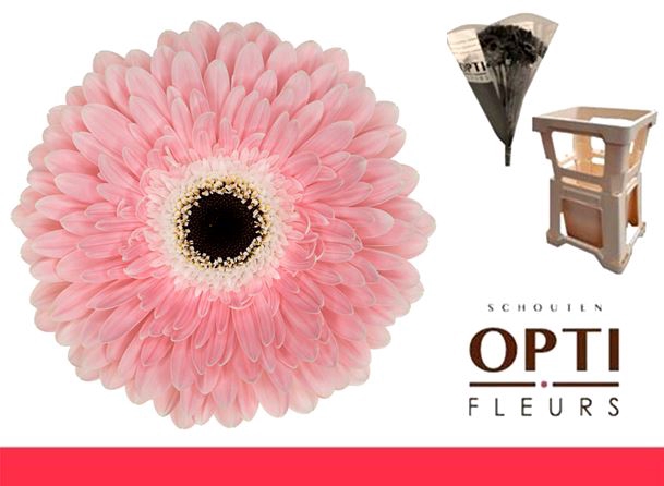 <h4>GE GR GRACELAND-Water hoes ongelijk</h4>