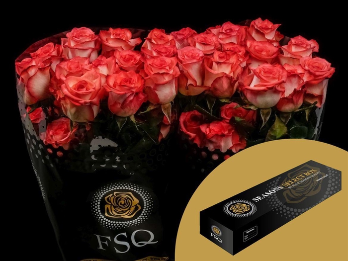 <h4>R GR Blush Box</h4>