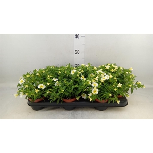 Calibrachoa  'Minifam White'