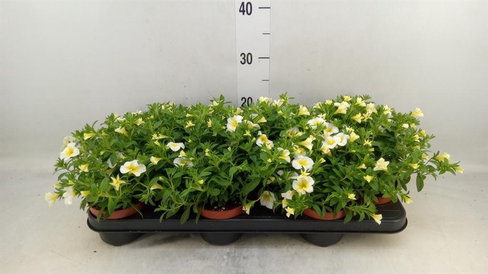 <h4>Calibrachoa  'Minifam White'</h4>