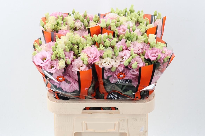 <h4>Eus G Celeb Queen</h4>