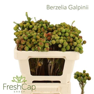 Berzelia Galpinii (baubles) Mature