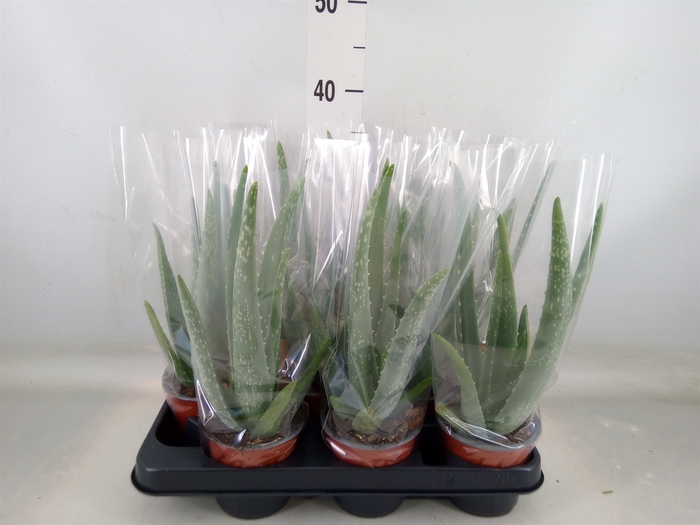 <h4>Aloe vera</h4>